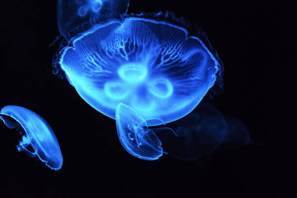 jiangshitou808 / 500px Plakát, Obraz - Close-up of jellyfish swimming in sea, jiangshitou808 / 500px, 40 × 26.7 cm