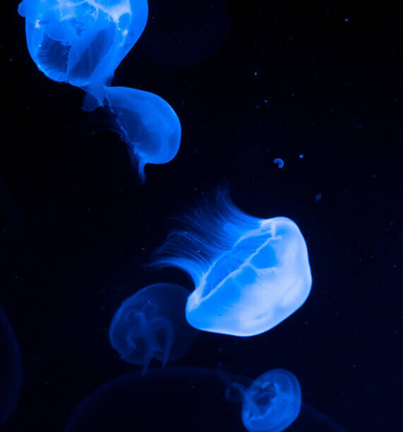 sanja stojakovic Plakát, Obraz - Jellyfish, sanja stojakovic, 40 × 40 cm