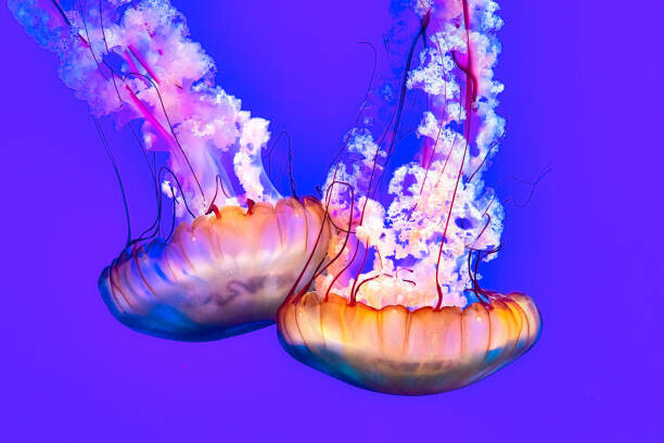 Roberto Machado Noa Plakát, Obraz - Jellyfish In The Water, Roberto Machado Noa, 40 × 26.7 cm