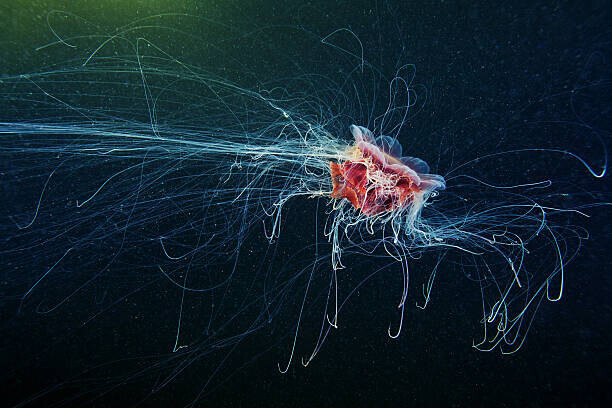 Alexander Semenov Plakát, Obraz - Lion's Mane Jellyfish - Cyanea capillata, Alexander Semenov, 40 × 26.7 cm
