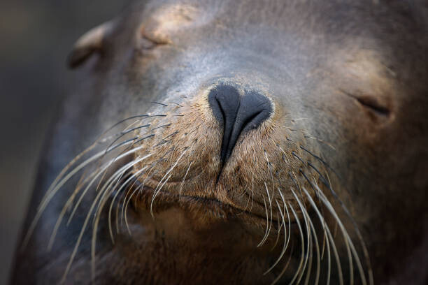 Vicki Jauron, Babylon and Beyond Photography Plakát, Obraz - Adorable Close Up of Heart Shaped, Vicki Jauron, Babylon and Beyond Photography, 40 × 26.7 cm