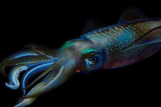 Aleksei Permiakov Plakát, Obraz - Reef squid, Aleksei Permiakov, 40 × 26.7 cm