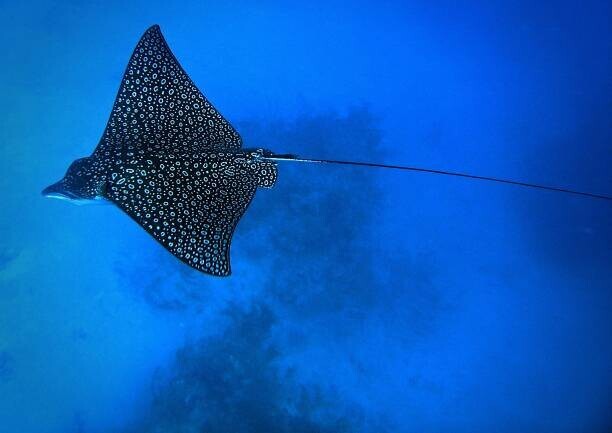 Tomasz Dutkiewicz Plakát, Obraz - Eagle Ray, Tomasz Dutkiewicz, 40 × 30 cm