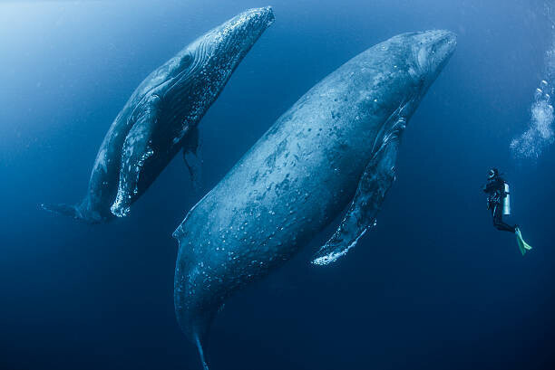 Rodrigo Friscione Plakát, Obraz - Scuba diver approaches adult female humpback, Rodrigo Friscione, 40 × 26.7 cm