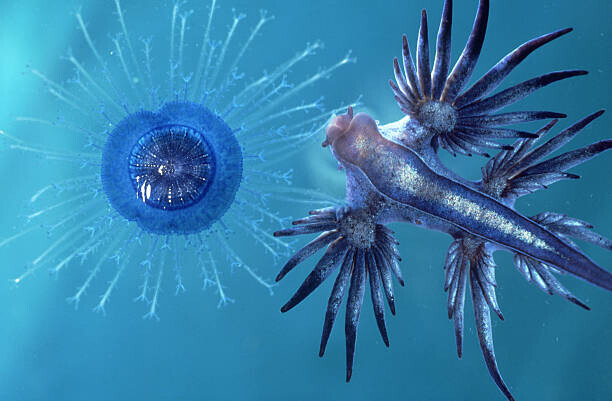 Oxford Scientific Plakát, Obraz - sea slug: glaucus atlanticus  eating, Oxford Scientific, 40 × 26.7 cm