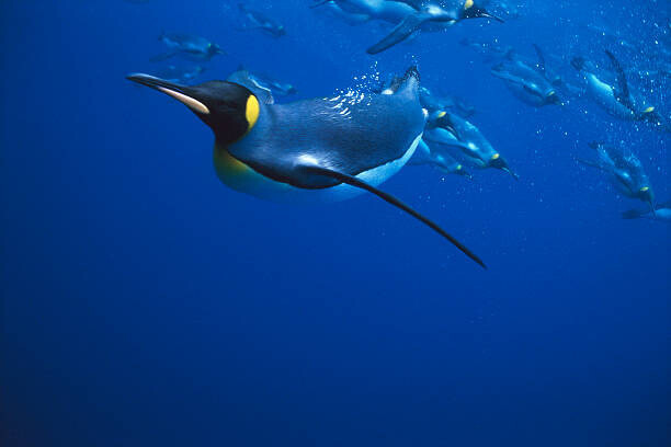 Kevin Schafer Plakát, Obraz - KING PENGUIN SWIMMING, OTHERS IN BACKGROUND, Kevin Schafer, 40 × 26.7 cm