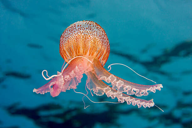 Gerard Soury Plakát, Obraz - PURPLE-STRIPED JELLY FISH, Gerard Soury, 40 × 26.7 cm