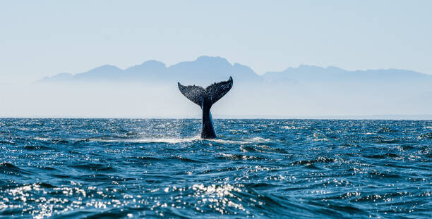 USO Plakát, Obraz - Seascape with Whale tail., USO, 40 × 20 cm