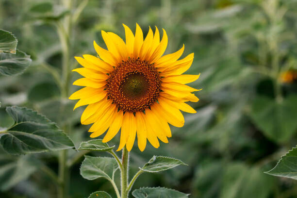 Rapeepong Puttakumwong Plakát, Obraz - Sunflower natural background. Sunflower blooming. Close-up, Rapeepong Puttakumwong, 40 × 26.7 cm
