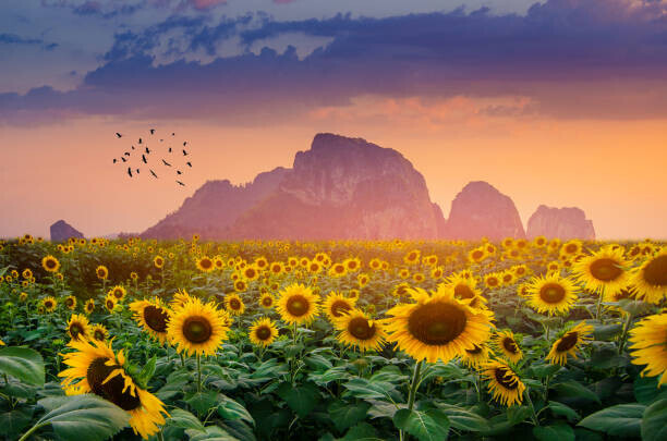 sarayut Thaneerat Plakát, Obraz - Sunflower field with the evening sun, sarayut Thaneerat, 40 × 26.7 cm