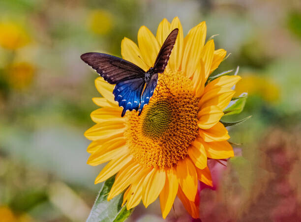 Dennis Govoni Plakát, Obraz - Swallowtail on Sunflower, Dennis Govoni, 40 × 30 cm