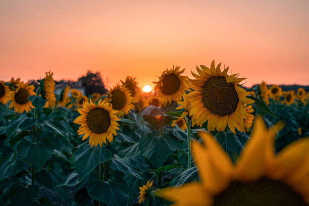 wilatlak villette Plakát, Obraz - Sunflower field at beautiful sunset., wilatlak villette, 40 × 26.7 cm