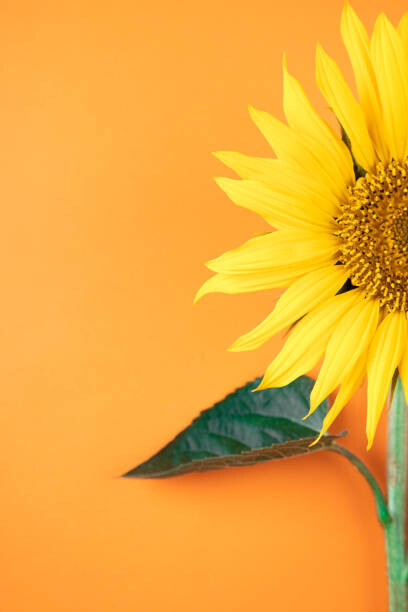 pepifoto Plakát, Obraz - Sunflower, pepifoto, 26.7 × 40 cm