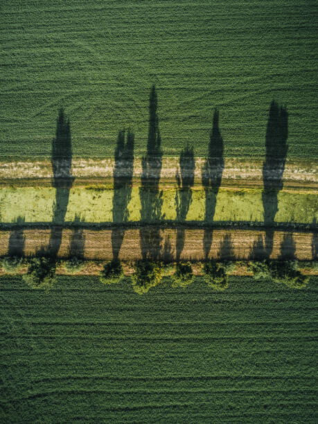 Abstract Aerial Art Plakát, Obraz - Aerial shot of tree shadows in, Abstract Aerial Art, 30 × 40 cm