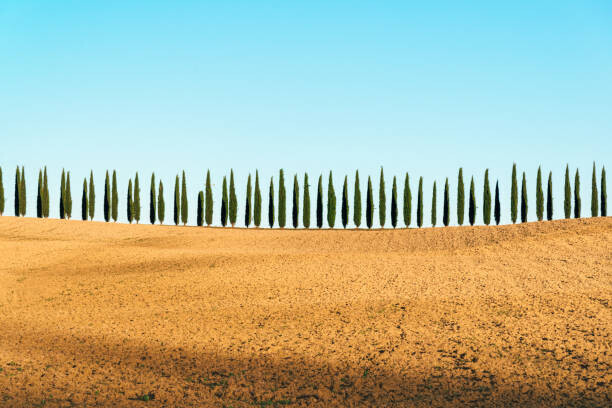 joci03 Plakát, Obraz - Tuscany landscape of cypresses trees, Val, joci03, 40 × 26.7 cm