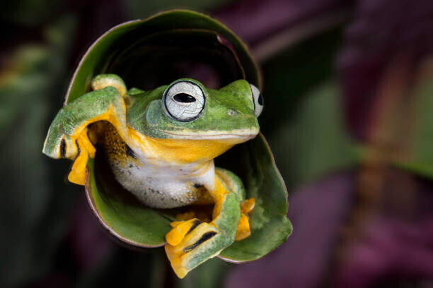 Linda D Lester Plakát, Obraz - Flying Tree Frog, Linda D Lester, 40 × 26.7 cm