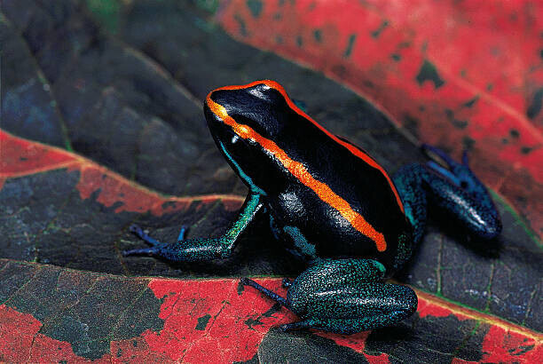 Paul Starosta Plakát, Obraz - Phyllobates vittatus (Golfodulcean poison frog), Paul Starosta, 40 × 26.7 cm