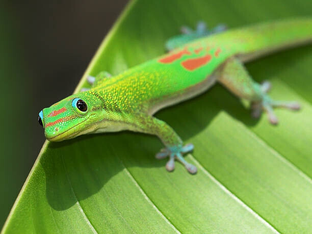 Pete Orelup Plakát, Obraz - Green Gecko  On Leaf, Pete Orelup, 40 × 30 cm