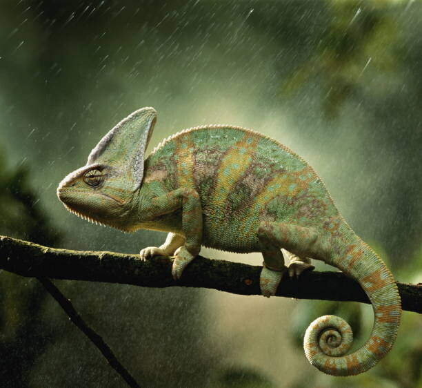 Peter Finch Plakát, Obraz - Veiled chameleon  on branch during, Peter Finch, 40 × 40 cm
