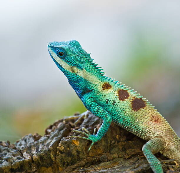 dangphoto2517 Plakát, Obraz - Blue iguana in the nature, dangphoto2517, 40 × 40 cm