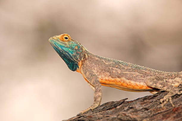 EcoPic Plakát, Obraz - Ground agama, EcoPic, 40 × 26.7 cm