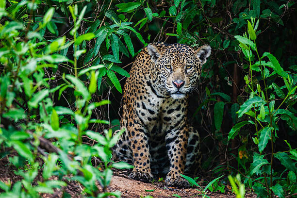 Jami Tarris Plakát, Obraz - A wild jaguar hunting in the, Jami Tarris, 40 × 26.7 cm