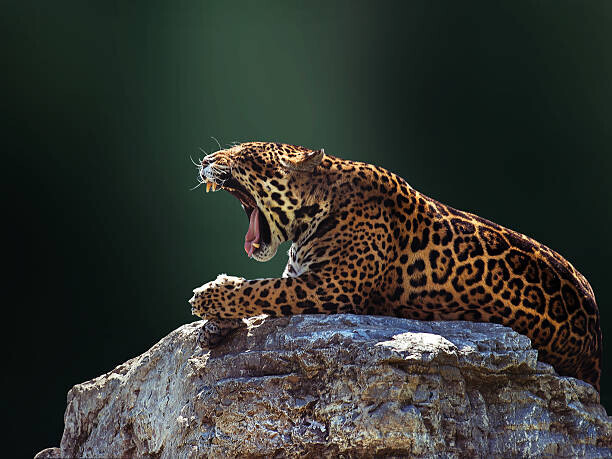 Photo by Ivan Vukelic Plakát, Obraz - Jaguar, Photo by Ivan Vukelic, 40 × 30 cm