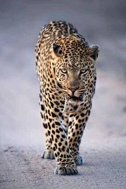 Kathleen Reeder Wildlife Photography Plakát, Obraz - Leopard Portrait, Kathleen Reeder Wildlife Photography, 26.7 × 40 cm