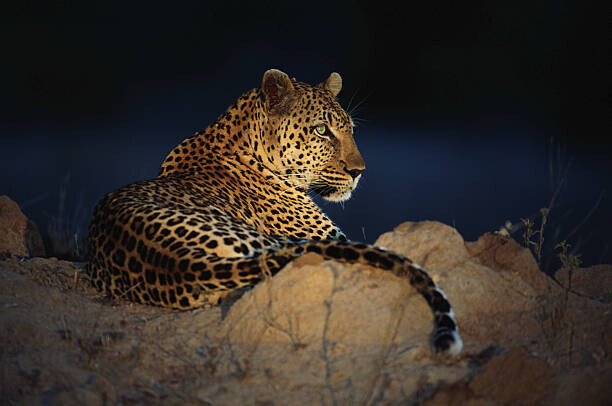Daryl Balfour Plakát, Obraz - African leopard (Panthera pardus) laying on rock, Daryl Balfour, 40 × 26.7 cm