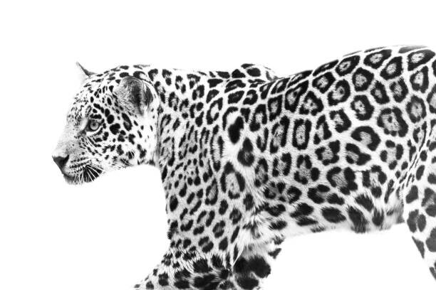 Eric Schaeffer Plakát, Obraz - jaguar, Eric Schaeffer, 40 × 26.7 cm
