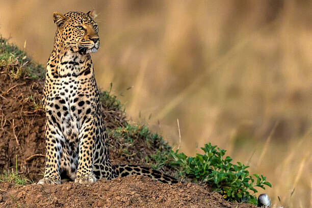 Manoj Shah Plakát, Obraz - Leopard scanning the area, Manoj Shah, 40 × 26.7 cm