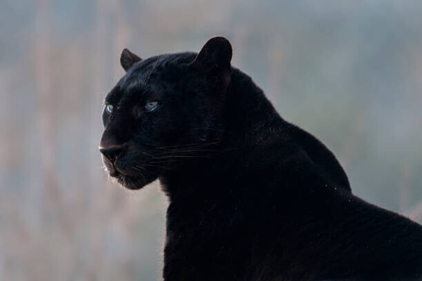 Mark Newman Plakát, Obraz - Black leopard (Panthera pardus), Mark Newman, 40 × 26.7 cm