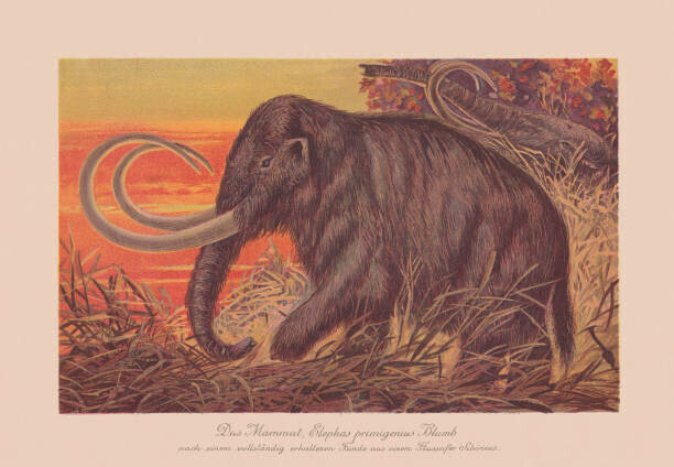 ZU_09 Plakát, Obraz - Woolly mammoth , chromolithograph, published in, ZU_09, 40 × 26.7 cm