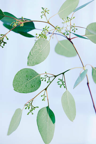Jamie Grill Plakát, Obraz - Eucalyptus Branch, Jamie Grill, 26.7 × 40 cm