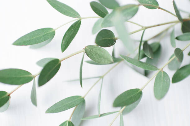 Vitalii Abakumov Plakát, Obraz - Beautiful sprig of eucalyptus on a, Vitalii Abakumov, 40 × 26.7 cm