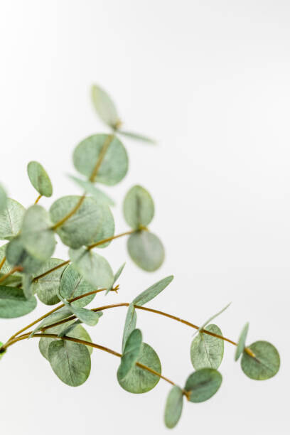Adél Békefi Plakát, Obraz - Artificial Eucalyptus  with wihte background, Adél Békefi, 26.7 × 40 cm