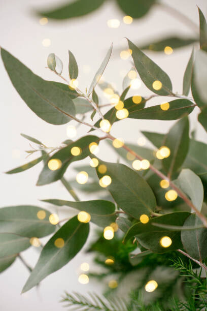 Anna Blazhuk Plakát, Obraz - Green eucalyptus branches over white background, Anna Blazhuk, 26.7 × 40 cm
