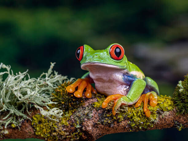Peter Atkinson / 500px Plakát, Obraz - Close-Up Of Frog On Branch, Ringwood,, Peter Atkinson / 500px, 40 × 30 cm
