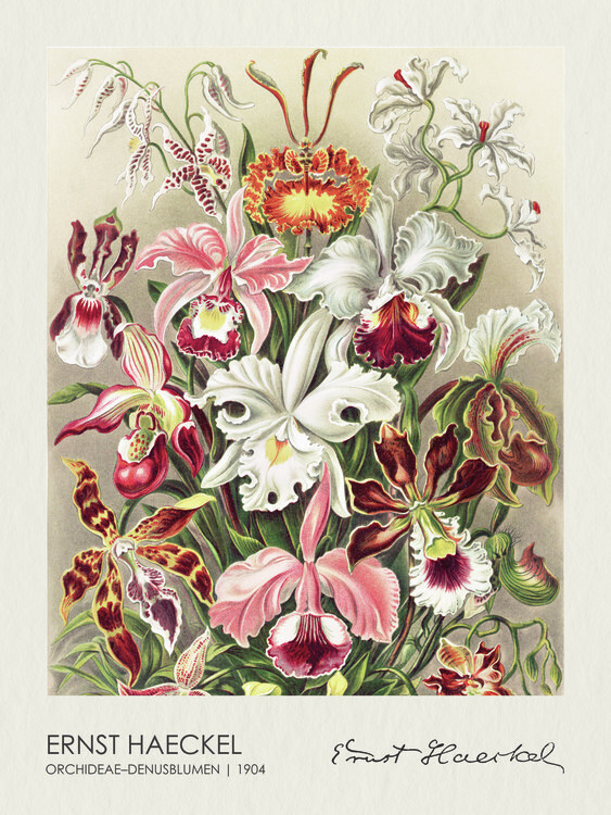 Ernst Haeckel Plakát, Obraz - Orchideae–Denusblumen (1904), Ernst Haeckel, 30 × 40 cm