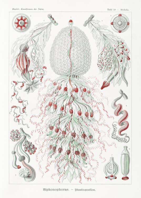 Ernst Haeckel Plakát, Obraz - Siphonophorae–Staatsquallen (1904), Ernst Haeckel, 30 × 40 cm