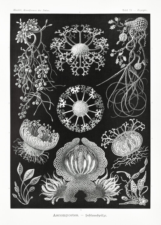 Ernst Haeckel Plakát, Obraz - Ascomycetes–Schlauchpilze (1904), Ernst Haeckel, 30 × 40 cm