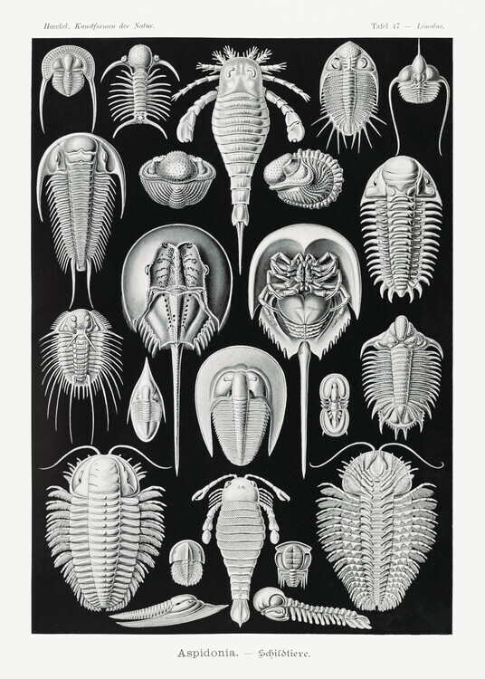 Ernst Haeckel Plakát, Obraz - Aspidonia–Schildtiere (1904), Ernst Haeckel, 30 × 40 cm