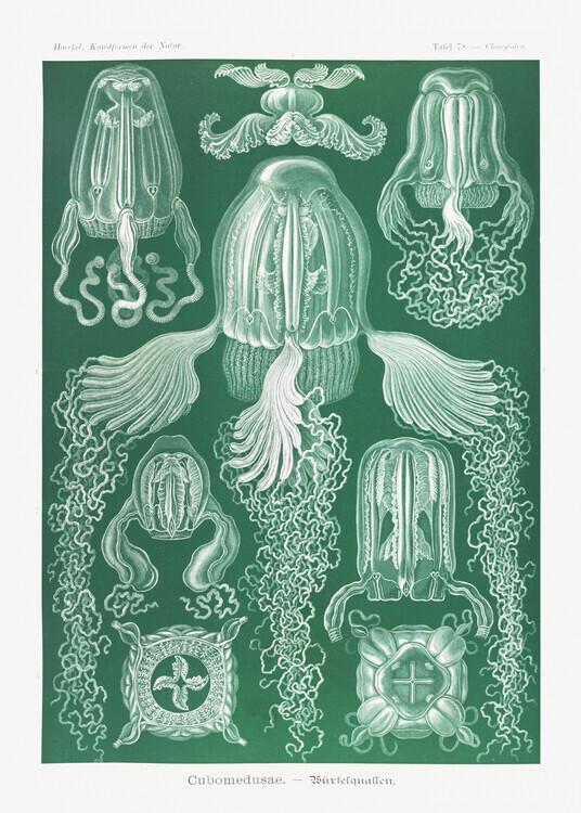 Ernst Haeckel Plakát, Obraz - Cubomedusae–Würfelquallen (1904), Ernst Haeckel, 30 × 40 cm
