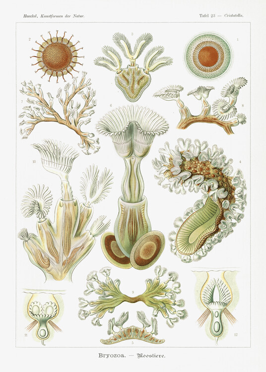 Ernst Haeckel Plakát, Obraz - Bryozoa–Moostiere (1904), Ernst Haeckel, 30 × 40 cm