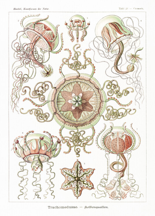 Ernst Haeckel Plakát, Obraz - Trachomedusae–Kolbenquallen (1904), Ernst Haeckel, 30 × 40 cm