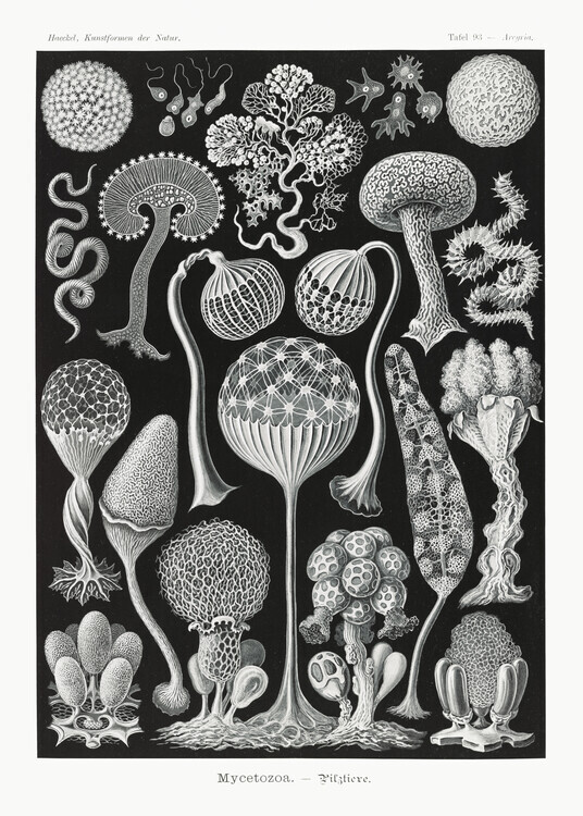 Ernst Haeckel Plakát, Obraz - Mycetozoa–Pilztiere (1904), Ernst Haeckel, 30 × 40 cm