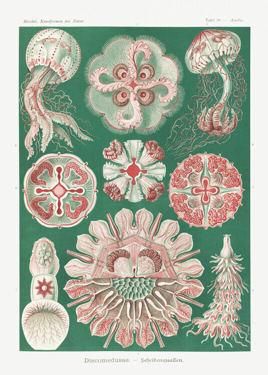 Ernst Haeckel Plakát, Obraz - Discomedusae–Schweibenquallen (1904), Ernst Haeckel, 30 × 40 cm