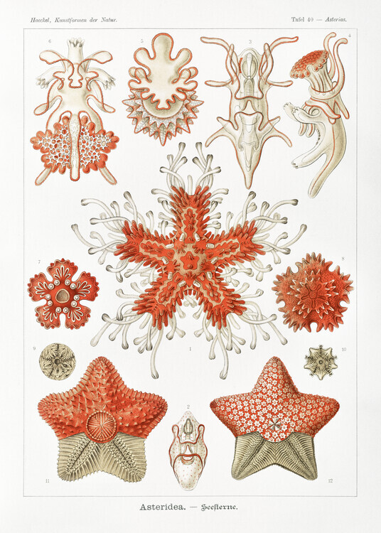 Ernst Haeckel Plakát, Obraz - Asteridea–Seesterne (1904), Ernst Haeckel, 30 × 40 cm
