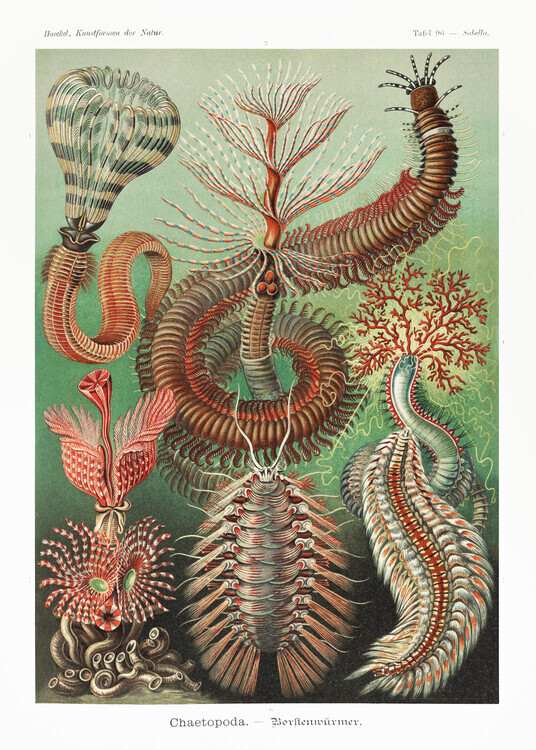 Ernst Haeckel Plakát, Obraz - Chaetopoda–Borstenwürmer (1904), Ernst Haeckel, 30 × 40 cm