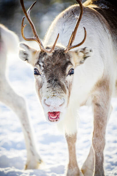 Roberto Moiola / Sysaworld Plakát, Obraz - Close up of reindeer in the snow, Swedish Lapland, Roberto Moiola / Sysaworld, 26.7 × 40 cm